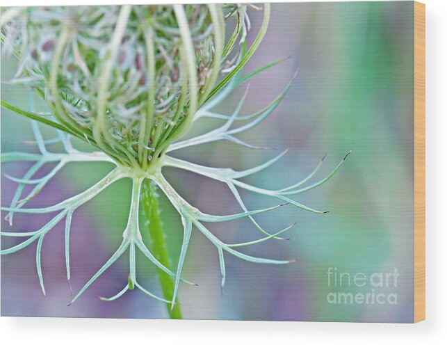 Wildflower Photography Wood Print featuring the photograph Artsy Pastal Wildflower by Gwen Gibson