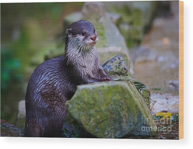 Asian Wood Print featuring the photograph Asian small clawed otter by Nick Biemans