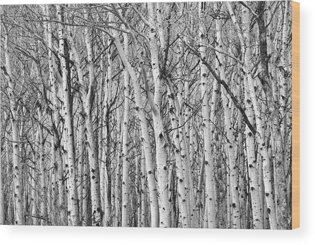 Scenic Wood Print featuring the photograph Aspen Forest Tree Trunk Bark by James BO Insogna