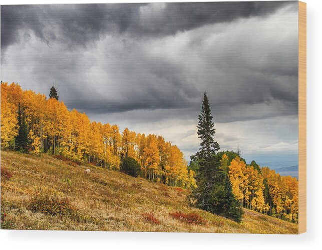 Steamboat Springs Fall Color Wood Print featuring the photograph Aspen Hillside by Juli Ellen