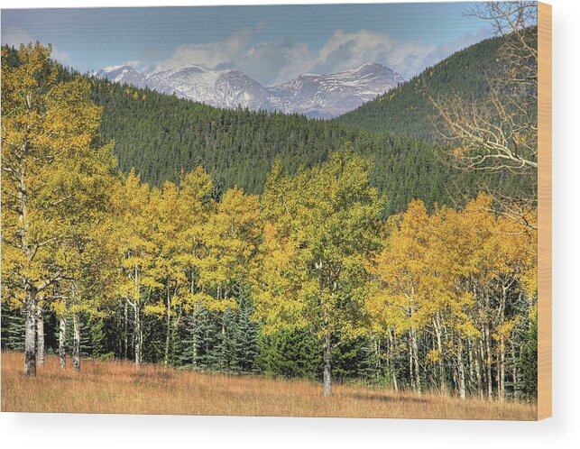 Nature Wood Print featuring the photograph Aspen in fall Mt Evans by Harold Rau