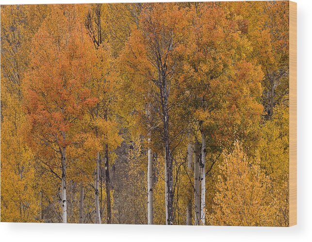 Aspens Ablaze Wood Print featuring the photograph Aspens Ablaze by Wes and Dotty Weber
