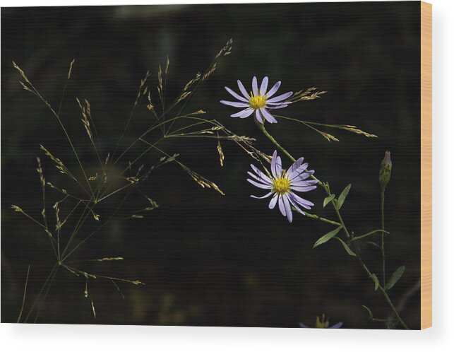 Asters Wood Print featuring the photograph Asters in Woodland Light by Michael Dougherty