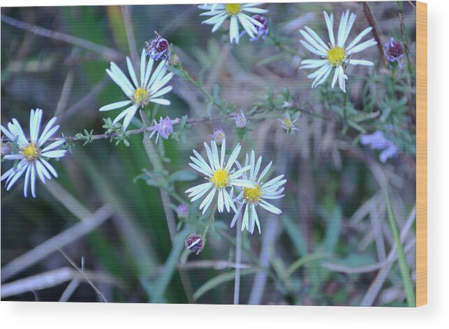 Flower Wood Print featuring the photograph Asters by Linda Brown