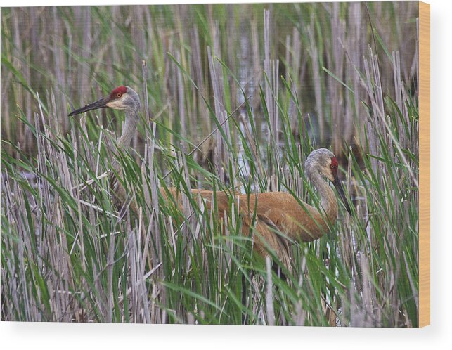  Ontario Wood Print featuring the photograph At Home in the Marsh by Gary Hall