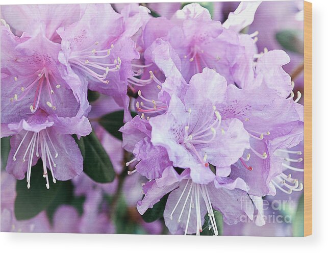 Rhododendron Flower Wood Print featuring the photograph At Peace Rhododendron by Gwen Gibson