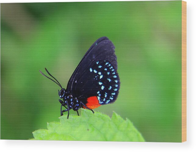 Paradise Wood Print featuring the photograph Atala Butterfly by Sean Allen