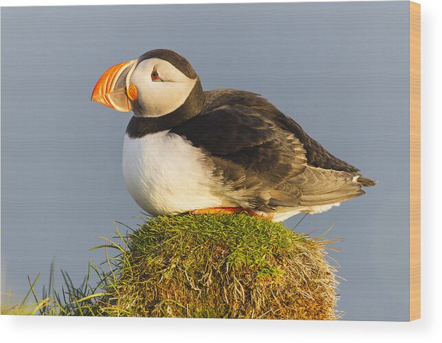 Nis Wood Print featuring the photograph Atlantic Puffin Iceland by Peer von Wahl