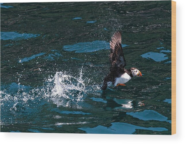 Atlantic Puffin Wood Print featuring the photograph Atlantic Puffin Taking Off by Perla Copernik