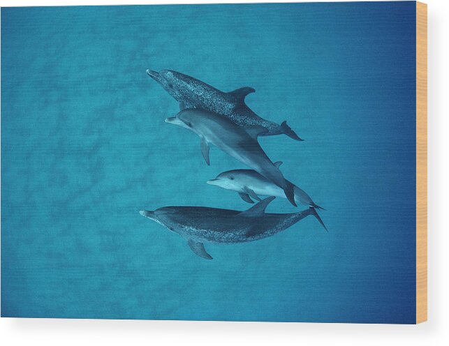 Feb0514 Wood Print featuring the photograph Atlantic Spotted Dolphin Adults by Flip Nicklin