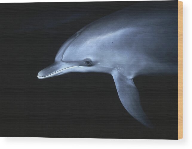 Feb0514 Wood Print featuring the photograph Atlantic Spotted Dolphin Juvenile by Hiroya Minakuchi