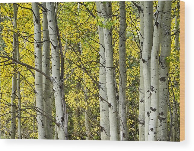Autumn Wood Print featuring the photograph Autumn Aspen Tree Trunks In Their Glory by James BO Insogna