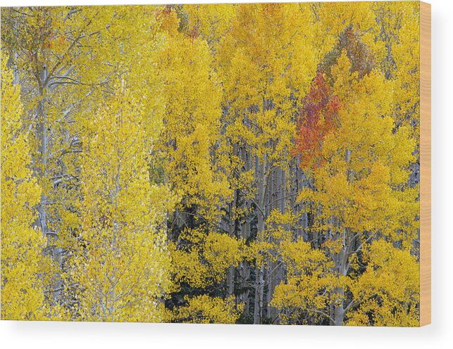 Aspens Wood Print featuring the photograph Flagstaff Fall Color #3 by Tam Ryan