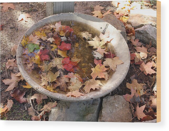 Autumn Wood Print featuring the photograph Autumn Birdbath by Ellen Tully