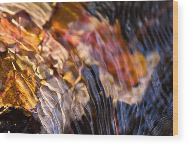 Fall Leaves Wood Print featuring the photograph Autumn Color Beneath the Surface by John Magyar Photography