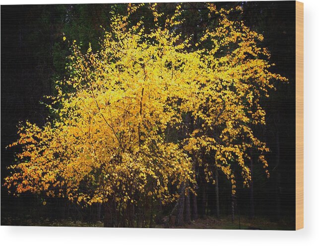 Abstract Wood Print featuring the photograph Autumn colors 4 by Newel Hunter