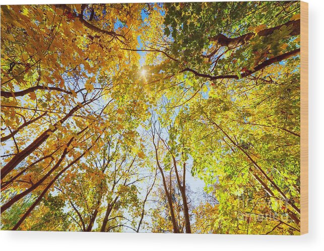 Autumn Wood Print featuring the photograph Autumn fall trees by Michal Bednarek