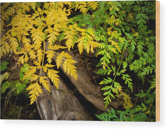 Autumn Wood Print featuring the photograph Autumn Ferns by Mary Lee Dereske
