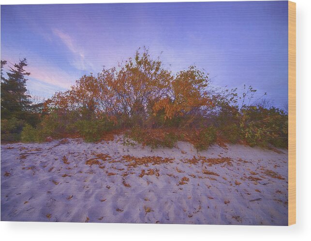 Usa Wood Print featuring the photograph Autumn in the Dunes by Kate Hannon