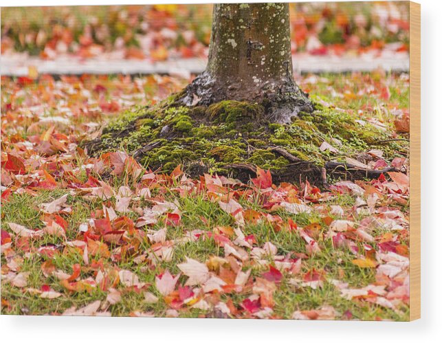 Autumn Leaves Wood Print featuring the photograph Autumn Leaves by Terry DeLuco