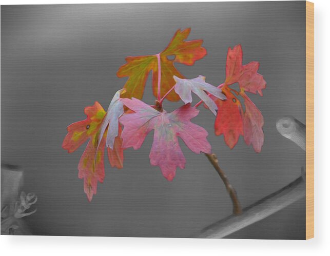 Autumn Wood Print featuring the photograph Autumn Leaves by Veli Bariskan