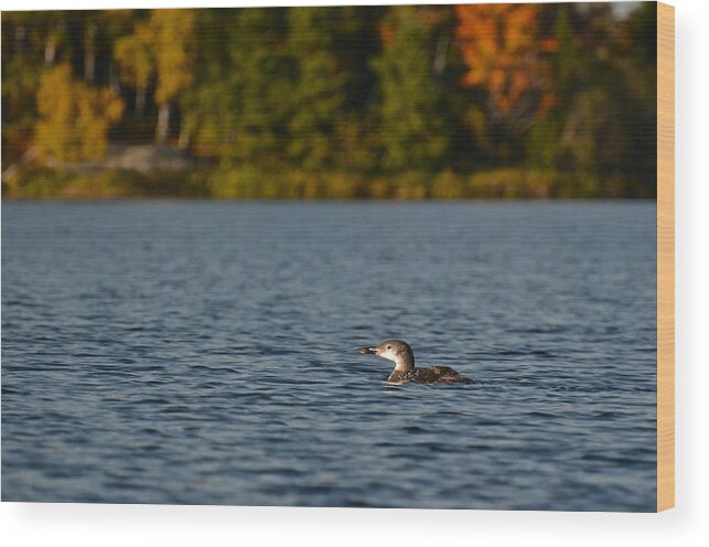 Flickr Explore Wood Print featuring the photograph Autumn Loon by Dan Hefle