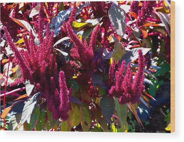 Flora Wood Print featuring the photograph Autumn Magenta Jewel Alstede Farm by Maureen E Ritter