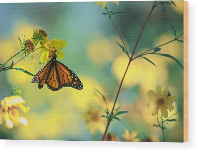 Monarch Wood Print featuring the photograph Autumn Monarch by Joel Olives