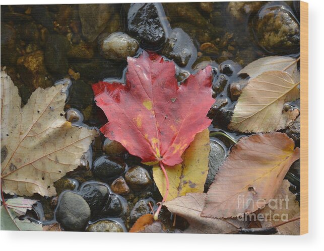 Leaves Wood Print featuring the photograph Autumn Nature by Tammie Miller