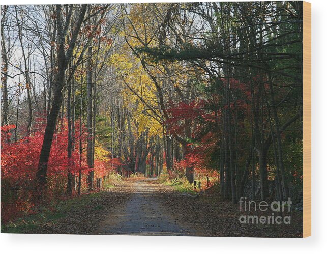 Autumn Wood Print featuring the photograph Autumn Paths  No.2 by Neal Eslinger