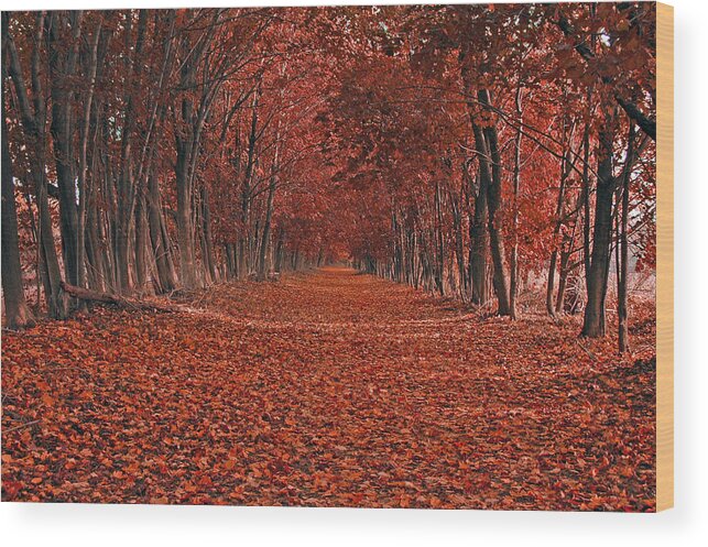 Autumn Wood Print featuring the photograph Autumn by Raymond Salani III