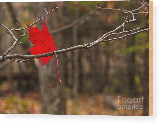 Landscapes Wood Print featuring the photograph Autumn Red by Cheryl Baxter