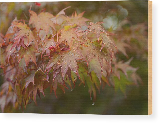 Maple Leaves Wood Print featuring the photograph Autumn Showers 4 by Fraida Gutovich