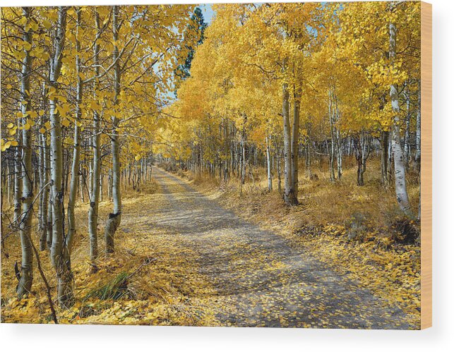 Mark Whitt Photography Wood Print featuring the photograph Autumn Splendor by Mark Whitt