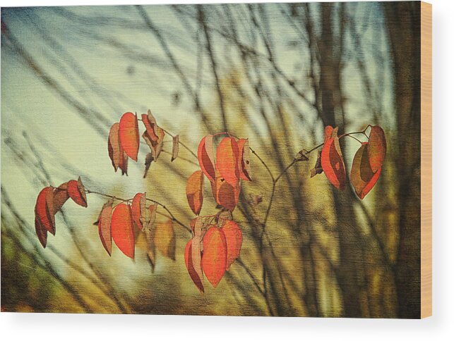 Autumn Wood Print featuring the photograph Autumn by Theresa Tahara