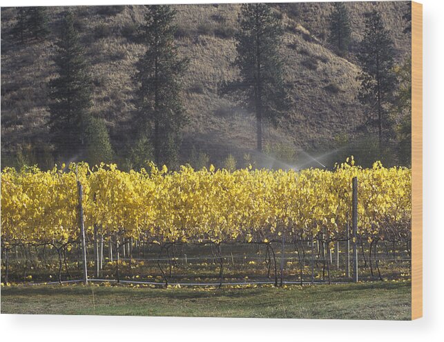 Okanagan Wood Print featuring the photograph Autumn Vineyard by Laura Tucker