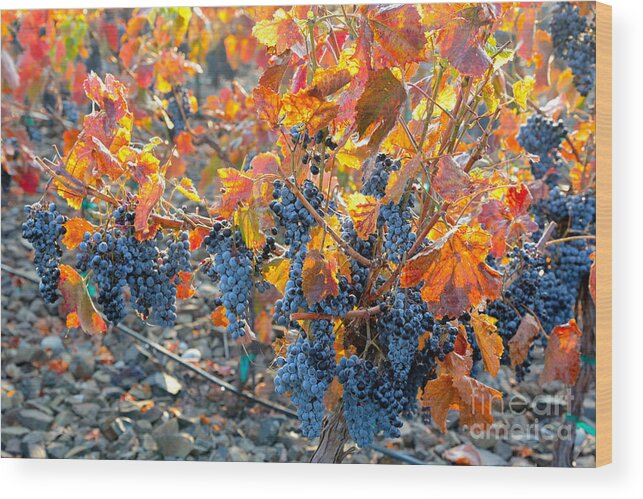 Grapes Wood Print featuring the photograph Autumn Vineyard Sunlight by Carol Groenen