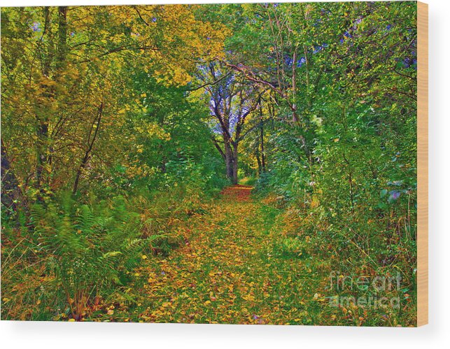 Tree Wood Print featuring the photograph Autumn Woodland by Martyn Arnold