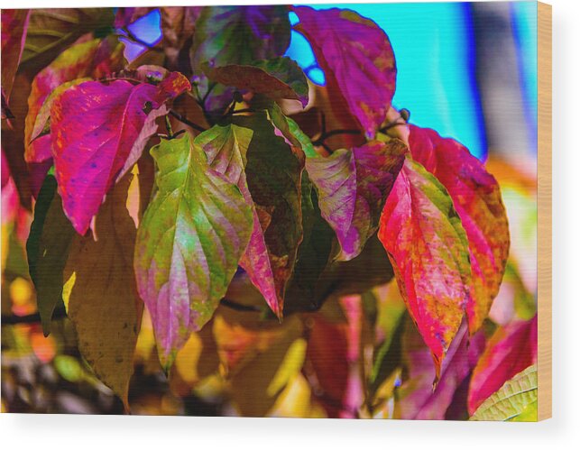 New Jersey Wood Print featuring the photograph Autumns wake up call by Louis Dallara