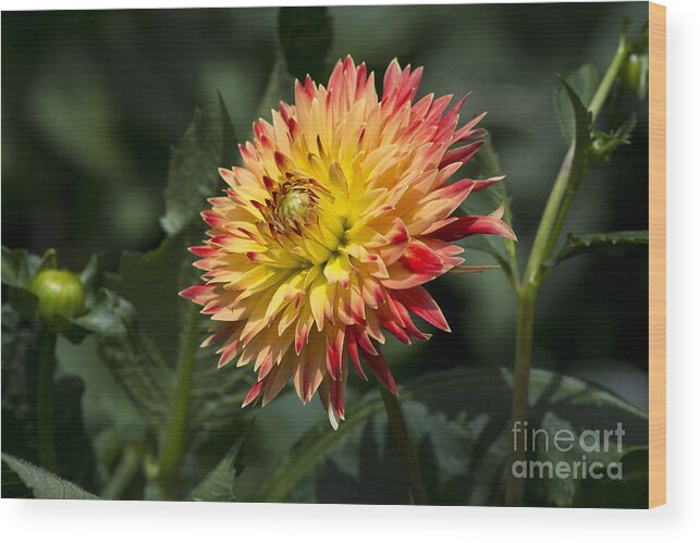 Dahlia Wood Print featuring the photograph Awakening Dahlia by Dan Hefle