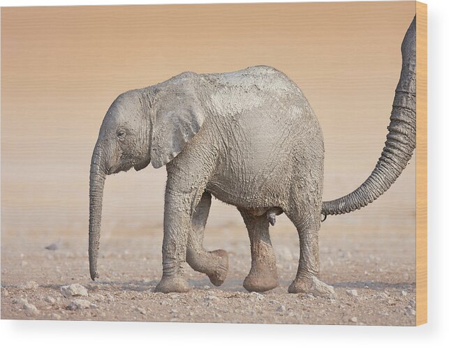 Wild Wood Print featuring the photograph Baby elephant by Johan Swanepoel