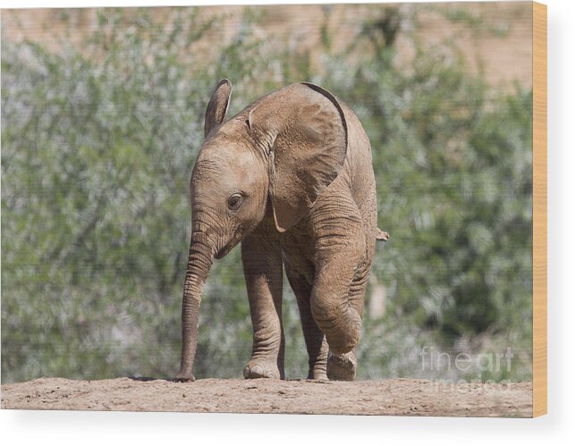 Baby Wood Print featuring the photograph Baby Series Elephant by Jennifer Ludlum