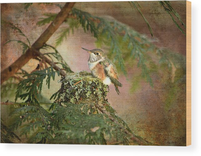 Hummingbirds Wood Print featuring the photograph Baby Hummingbird in the Forest by Peggy Collins