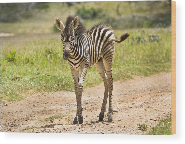 Baby Wood Print featuring the photograph Baby Series Zebra by Jennifer Ludlum