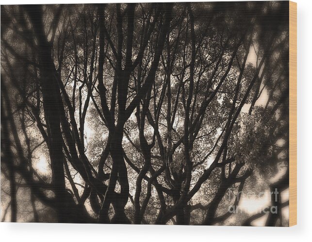 Tree Wood Print featuring the photograph Backlit Branches of a Majestic Tree II by Beverly Claire Kaiya