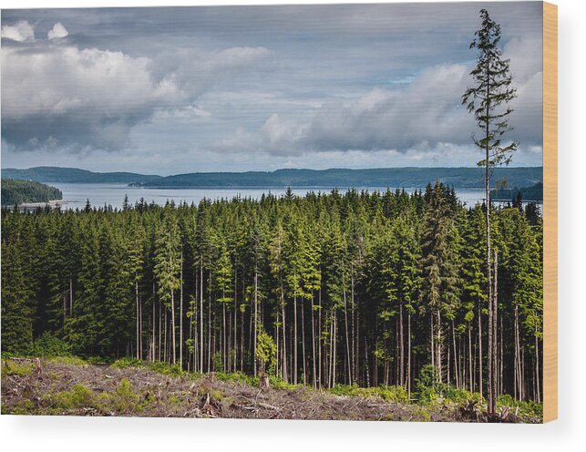 Backroad Wood Print featuring the photograph Logging Road Landscape by Roxy Hurtubise