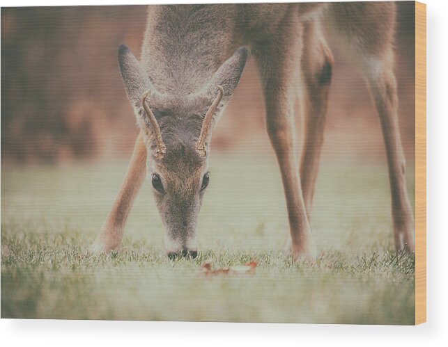 Natures Winter Visit Wood Print featuring the photograph Backyard Beauty by Karol Livote