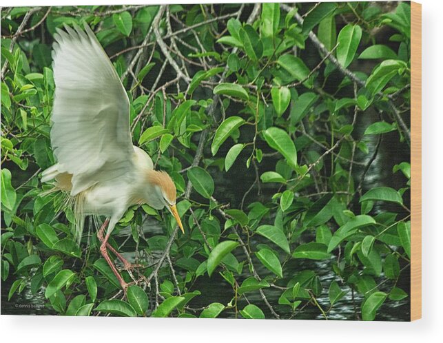 Snowy Egret Wood Print featuring the photograph Balancing act by Dennis Baswell