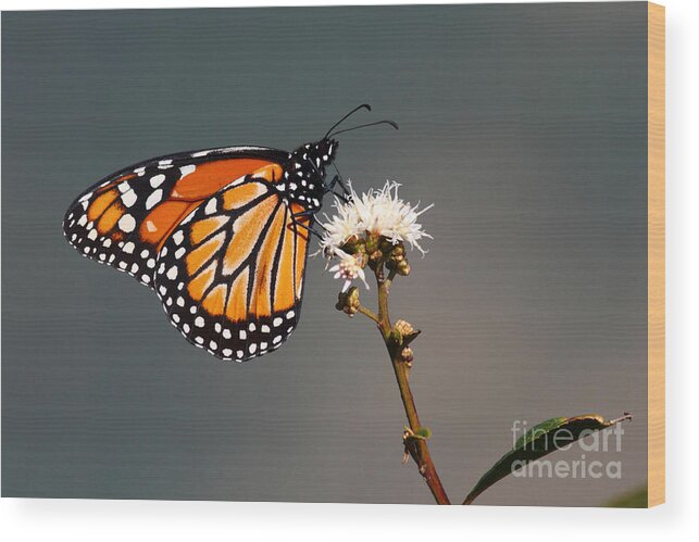 Monarch Butterfly Wood Print featuring the photograph Balancing Act by James Brunker