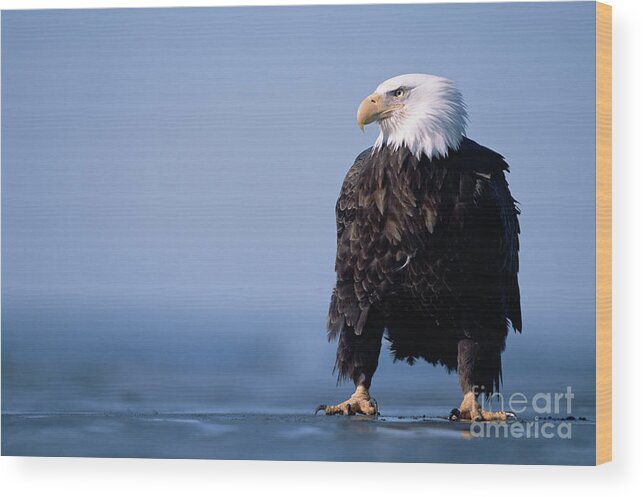 00343884 Wood Print featuring the photograph Bald Eagle At Low Tide by Yva Momatiuk John Eastcott